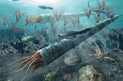 海百合 偽裝成植物的“女裝大佬”，實為遠古肉食掠食者